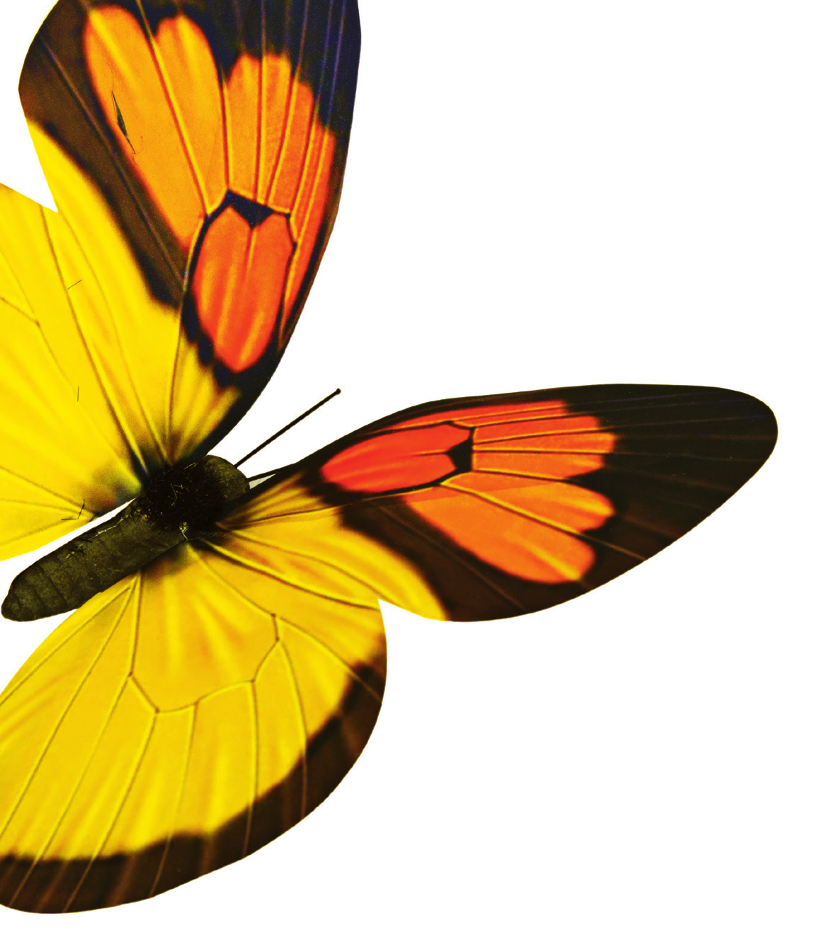 Large close-up of an orange and yellow butterfly