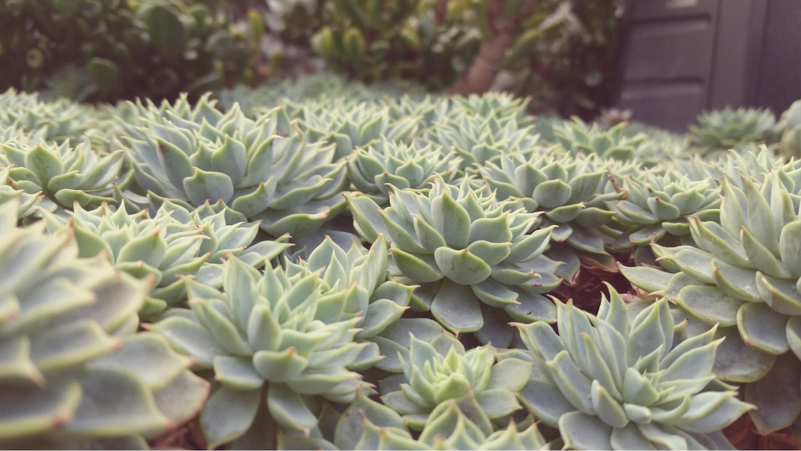 Succulents planted as part of drought-tolerant landscaping.
