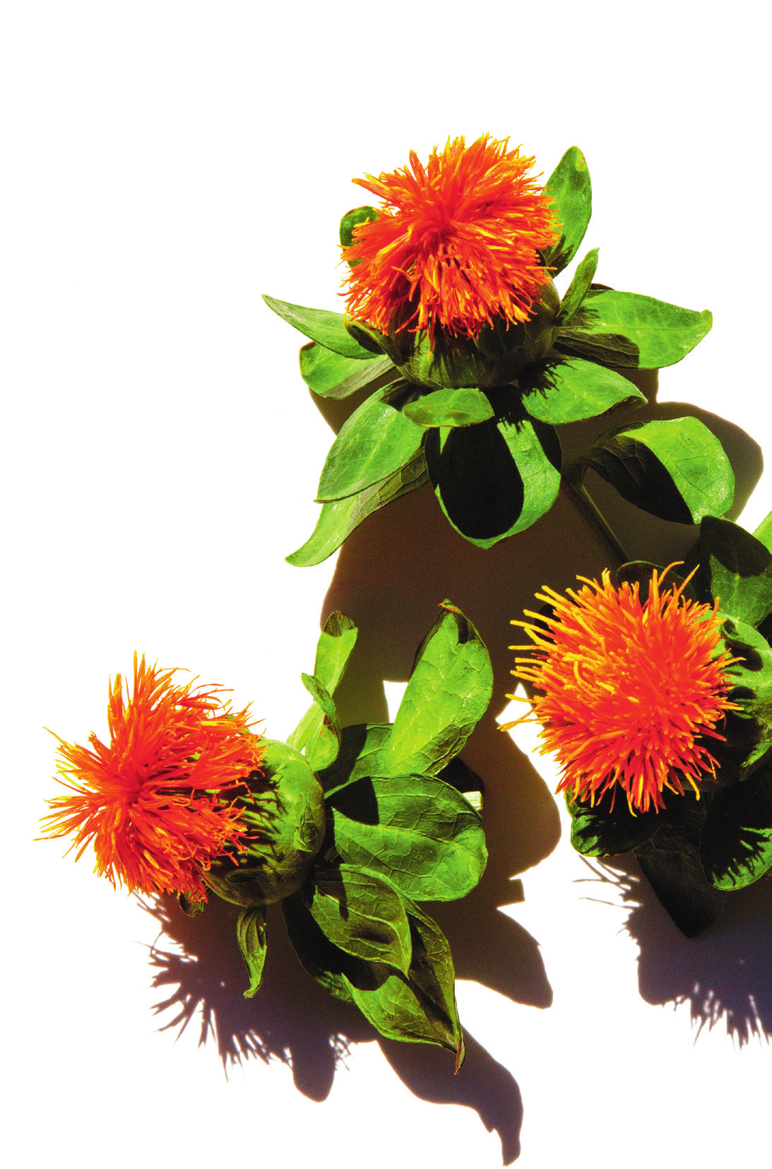 Bright orange safflower plants against white background