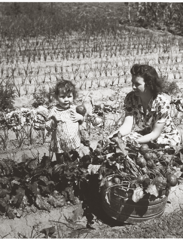Vintage black and white photo of a mother and child harvesting vegetables from a WWII victory garden
