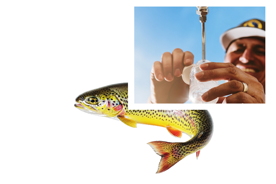 Cal Water operations employee collecting a water sample to check chlorine residual, with a rainbow trout in front representing aquatic life protected by Cal Water's dechlorination invention